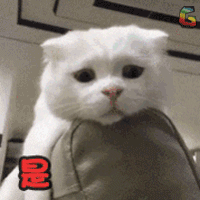 soogif soogif出品 猫 萌宠 是傻子吧