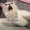 萌宠 猫星人 就不起床 我还能睡 呆萌 可爱