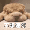 狗狗 睡觉 不想理你 可爱