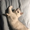 猫咪 猫 头像