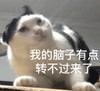 萌宠 喵星人 我脑子有点转不过来 懵逼 搞怪 逗