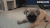 哈巴狗 pug 奶狗 搞笑