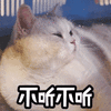 猫 不听 不听 搞怪 逗