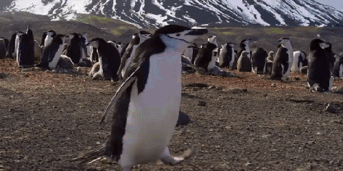 企鹅 可爱 地球脉动 摇晃 纪录片 走