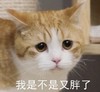 萌宠 猫星人 我是不是又胖了 难受 呆萌 可爱