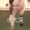 萌宠 猫星人 水太深 呆萌 可爱