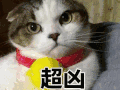 猫咪 可爱 呆萌 斗图 超凶