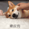 动物 癞皮狗 可爱 呆萌