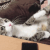 享受 猫咪 乖巧 挠痒痒