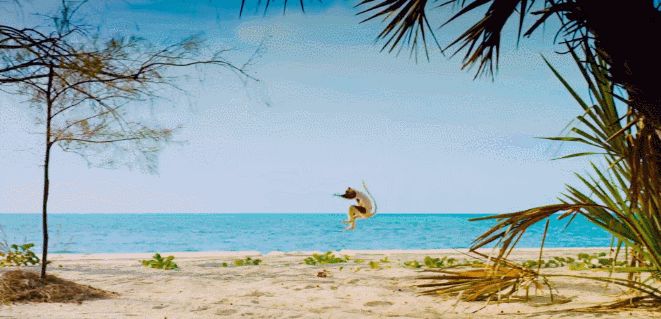 海边 灵长类动物 狐猴 纪录片 荒芜海岛 跳跃