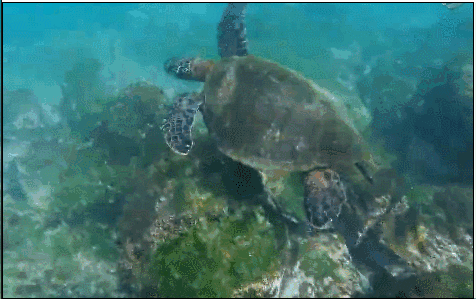 海龟 大海 游泳 绿色