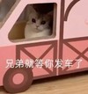 萌宠 猫星人 兄弟 就等你发车了 期待 搞怪 呆萌