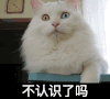 猫咪 摇头 呆萌 不认识了吗
