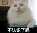 猫咪 摇头 呆萌 不认识了吗