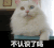 猫咪 摇头 呆萌 不认识了吗