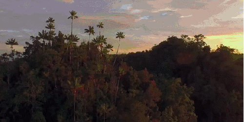 丛林 地球脉动 纪录片 美 风景 黄昏