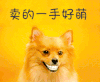 卖的一手好萌 狗