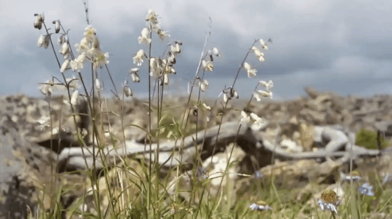 微风 植物 纪录片 美丽的贝加尔湖 野花 风景