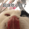 沙雕猫 猫咪 猫 可爱猫 猫表情包 猫咪表情包 小猫