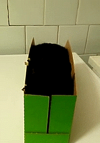纸壳箱 小猫 黑色 毛茸茸
