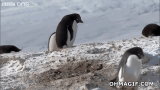 企鹅 penguin 散步