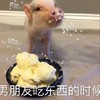 萌宠 猪 男朋友吃东西 男朋友喜欢吃 呆萌 可爱