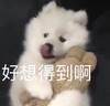 萌宠 汪星人 好像得到啊 想吃 呆萌 可爱