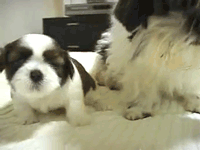 狗狗  汪星人 可爱 呆萌 萌