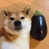 狗狗 茄子 注视 呆萌