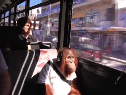 猴子 做巴士 高冷 我是有最求的