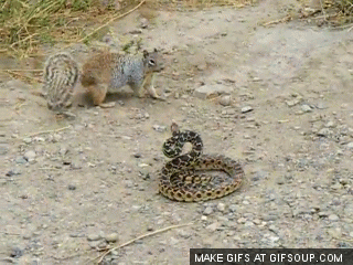 蛇 动物 松鼠 打架