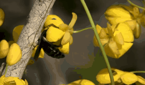 加拉帕戈斯群岛 动物 厄瓜多尔 木蜂 纪录片 花朵 采蜜