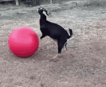 红色 充气球 小羊 玩耍