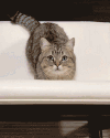 猫咪 可爱 喵星人 蹦跳