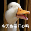 萌宠 小鸭子 今天也要开心鸭 搞怪 逗