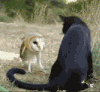 黑猫 可爱 玩耍 调皮