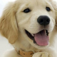 狗狗 可爱 吐舌头 萌宠