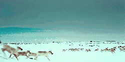 到北极去 北极 奔跑 纪录片 鹿