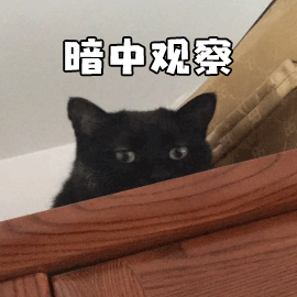 暗中观察 猫 搞怪