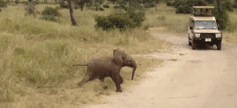 小象 快跑 萌翻了