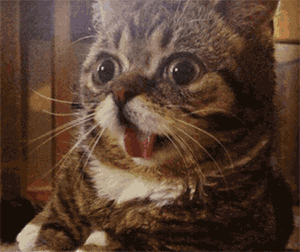 猫咪gif动态图片,惊讶瞪眼害怕动图表情包下载 - 影视