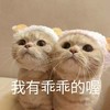 萌宠 猫星人 我有乖乖的哦 乖巧 搞怪 逗