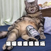 萌宠 猫星人 嘿嘿嘿 开心 搞怪 呆萌