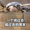 萌宠 猪 一个说过去就过去的周末 时间过得真快 憨憨 可爱