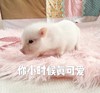 萌宠 猪 你小时候真可爱 太可爱了 呆萌 憨憨