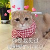 萌宠 猫星人 你是我见过最可爱的宝贝 开心 呆萌 可爱