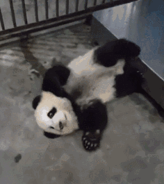 熊猫 打滚 国宝 可爱