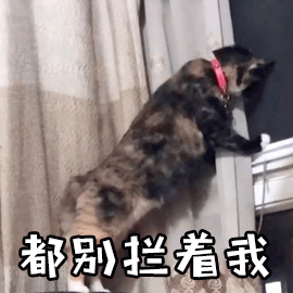 都别拦着我 猫