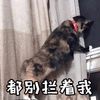 都别拦着我 猫 可爱 呆萌