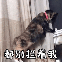 都别拦着我 猫 可爱 呆萌